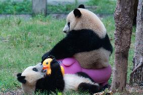 Giant Panda Play at Chongqing Zoo