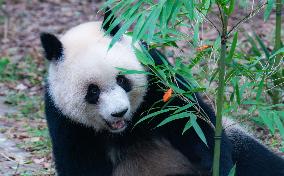 Giant Panda Play at Chongqing Zoo