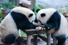 Giant Panda Eat at Chongqing Zoo