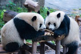 Giant Panda Eat at Chongqing Zoo