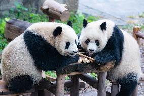 Giant Panda Eat at Chongqing Zoo