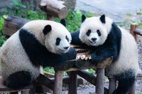 Giant Panda Eat at Chongqing Zoo