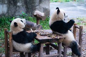 Giant Panda Eat at Chongqing Zoo