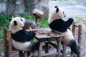 Giant Panda Eat at Chongqing Zoo