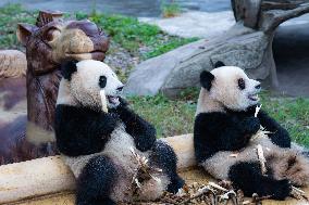 Giant Panda Eat at Chongqing Zoo