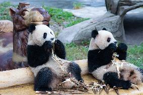 Giant Panda Eat at Chongqing Zoo