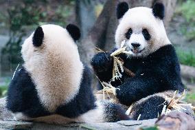 Giant Panda Eat at Chongqing Zoo