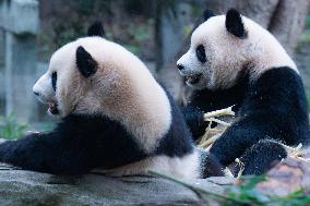 Giant Panda Eat at Chongqing Zoo