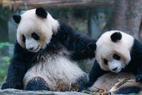 Giant Panda Eat at Chongqing Zoo