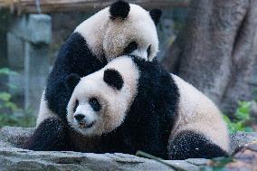 Giant Panda Eat at Chongqing Zoo