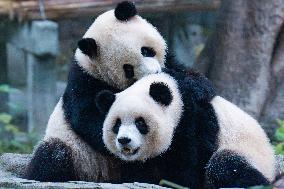 Giant Panda Eat at Chongqing Zoo