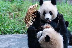 Giant Panda Eat at Chongqing Zoo