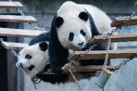 Giant Panda Eat at Chongqing Zoo