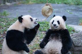 Giant Panda Eat at Chongqing Zoo