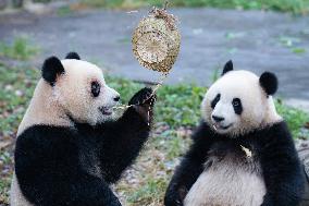 Giant Panda Eat at Chongqing Zoo