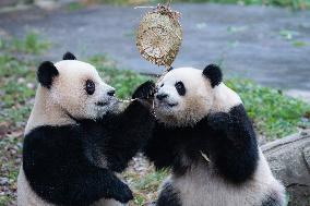 Giant Panda Eat at Chongqing Zoo