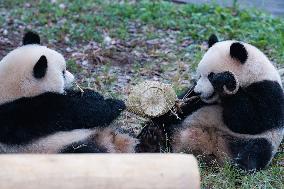 Giant Panda Eat at Chongqing Zoo