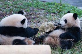 Giant Panda Eat at Chongqing Zoo