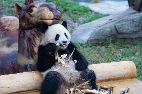 Giant Panda Play at Chongqing Zoo