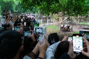 Giant Panda Play at Chongqing Zoo