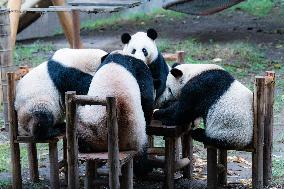 Giant Panda Play at Chongqing Zoo