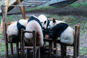 Giant Panda Play at Chongqing Zoo