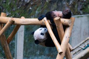 Giant Panda Play at Chongqing Zoo