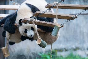 Giant Panda Play at Chongqing Zoo