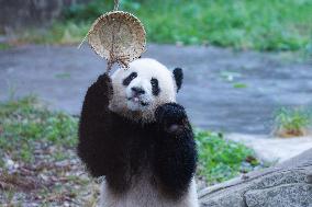 Giant Panda Play at Chongqing Zoo