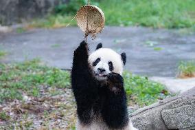 Giant Panda Play at Chongqing Zoo