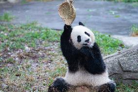 Giant Panda Play at Chongqing Zoo