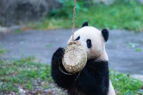 Giant Panda Play at Chongqing Zoo