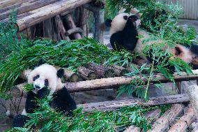 Giant Panda Play at Chongqing Zoo