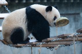 Giant Panda Play at Chongqing Zoo