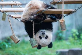 Giant Panda Play at Chongqing Zoo