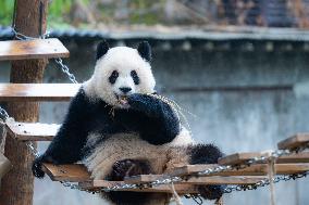 Giant Panda Play at Chongqing Zoo