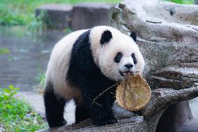 Giant Panda Play at Chongqing Zoo