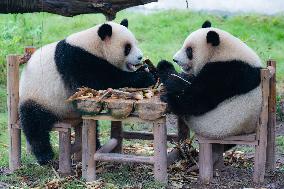 Giant Panda Play at Chongqing Zoo