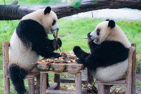 Giant Panda Play at Chongqing Zoo