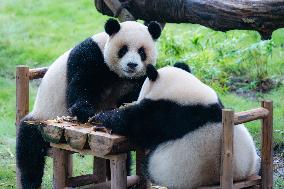 Giant Panda Play at Chongqing Zoo