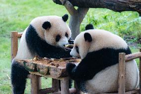 Giant Panda Play at Chongqing Zoo