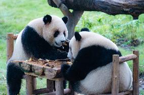 Giant Panda Play at Chongqing Zoo