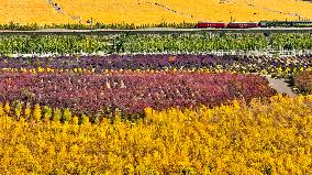 An Ecological Shelterbelt Along The Heihe River in Zhangye