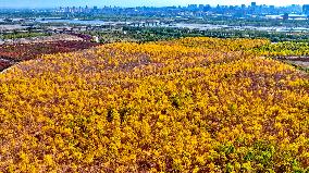 An Ecological Shelterbelt Along The Heihe River in Zhangye