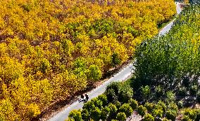 An Ecological Shelterbelt Along The Heihe River in Zhangye