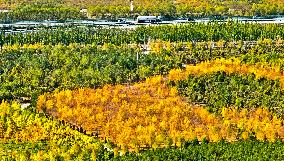 An Ecological Shelterbelt Along The Heihe River in Zhangye