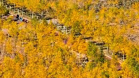 An Ecological Shelterbelt Along The Heihe River in Zhangye