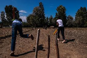 Cricket After Harvesting Season