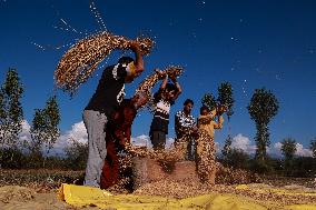 Paddy Harvesting In Kashmir