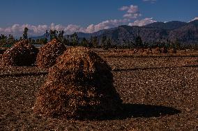 Paddy Harvesting In Kashmir